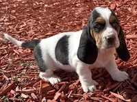 BERNICE , a female Basset Hound for sale in Chapman, KS – Photo 7 of 8