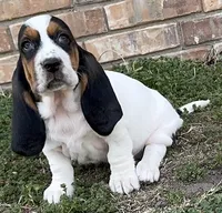 BERNICE , a female Basset Hound for sale in Chapman, KS – Photo 3 of 8