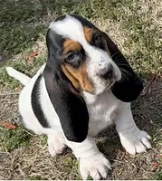 BERNICE , a female Basset Hound for sale in Chapman, KS – Photo 4 of 8