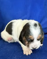 BERNICE , a female Basset Hound for sale in Chapman, KS – Photo 8 of 8