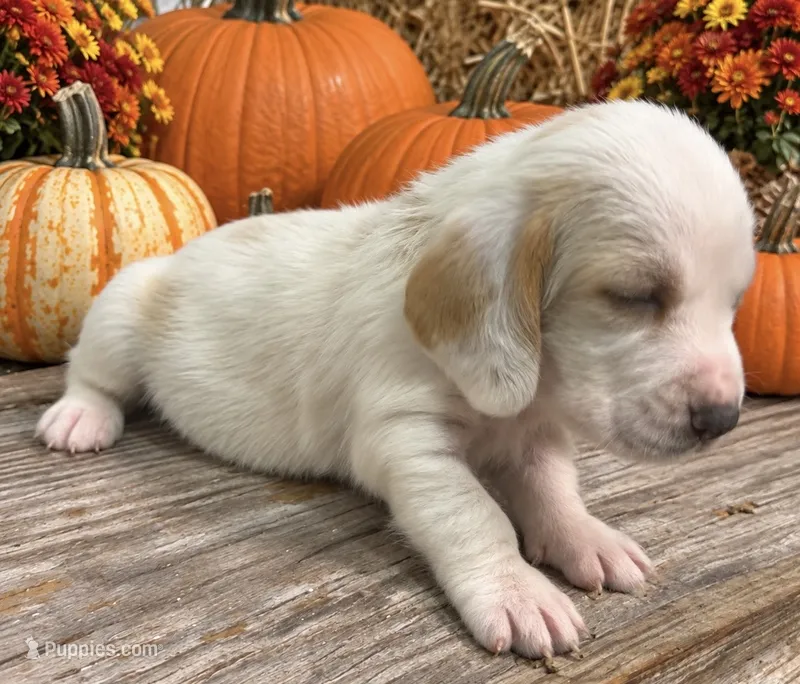 SNICKERS – Basset Hound puppy for sale in Chapman, KS