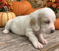 SNICKERS, a male Basset Hound for sale in Chapman, KS – 1 of 4