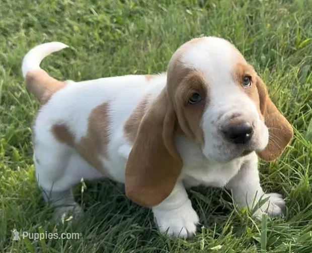 HARDY – Basset Hound puppy for sale in Chapman, KS