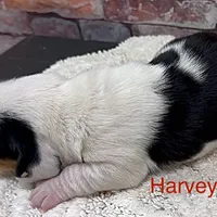 HARVEY, a male Basset Hound for sale in Chapman, KS – Photo 7 of 10