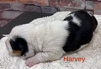 HARVEY, a male Basset Hound for sale in Chapman, KS – Photo 7 of 10