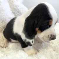 HARVEY, a male Basset Hound for sale in Chapman, KS – Photo 2 of 10