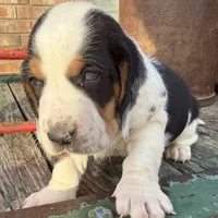 HARVEY, a male Basset Hound for sale in Chapman, KS – Photo 5 of 10