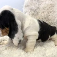 HARVEY, a male Basset Hound for sale in Chapman, KS – Photo 4 of 10