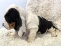 HARVEY, a male Basset Hound for sale in Chapman, KS – Photo 4 of 10