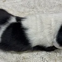 HARVEY, a male Basset Hound for sale in Chapman, KS – Photo 8 of 10