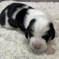 HARVEY, a male Basset Hound for sale in Chapman, KS – Photo 9 of 10