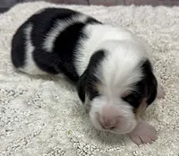 HARVEY, a male Basset Hound for sale in Chapman, KS – Photo 9 of 10