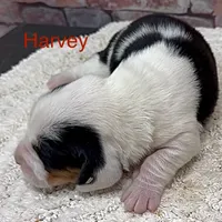 HARVEY, a male Basset Hound for sale in Chapman, KS – Photo 6 of 10