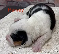 HARVEY, a male Basset Hound for sale in Chapman, KS – Photo 6 of 10