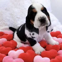 HARVEY, a male Basset Hound for sale in Chapman, KS – Photo 1 of 10