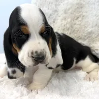 HARVEY, a male Basset Hound for sale in Chapman, KS – Photo 3 of 10