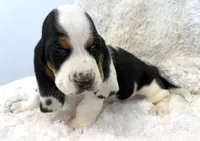HARVEY, a male Basset Hound for sale in Chapman, KS – Photo 3 of 10