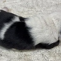 HARVEY, a male Basset Hound for sale in Chapman, KS – Photo 10 of 10