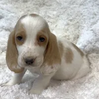 ROXY, a female Basset Hound for sale in Chapman, KS – Photo 7 of 10
