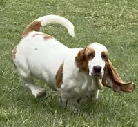 ROXY, a female Basset Hound for sale in Chapman, KS – 4 of 9