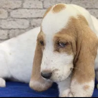 ROXY, a female Basset Hound for sale in Chapman, KS – Photo 5 of 10