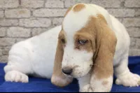 processed/e452a006-67d1-4f00-bcd4-80fe5a9e6fbc/listing/13a0bf32-b1f5-4718-96cb-fceb3cce8fff/2319ab6b-50f3-4f7d-aa03-7cbbf8f0fbb2