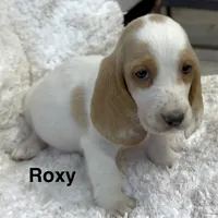ROXY, a female Basset Hound for sale in Chapman, KS – Photo 10 of 10