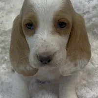 ROXY, a female Basset Hound for sale in Chapman, KS – Photo 9 of 10