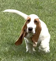 ROXY, a female Basset Hound for sale in Chapman, KS – 3 of 9
