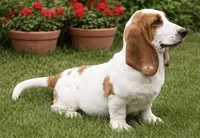 ROXY, a female Basset Hound for sale in Chapman, KS – 2 of 9