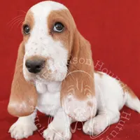 ROXY, a female Basset Hound for sale in Chapman, KS – Photo 2 of 10