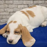 ROXY, a female Basset Hound for sale in Chapman, KS – Photo 6 of 10