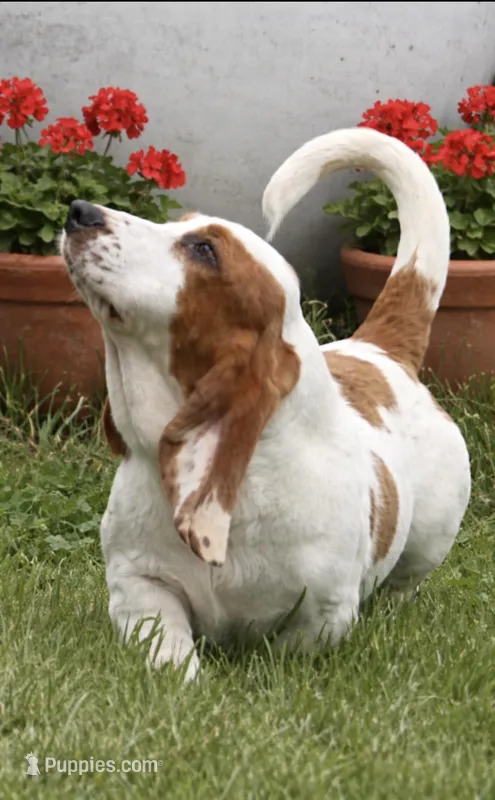 ROXY – Basset Hound puppy for sale in Chapman, KS
