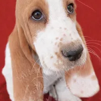 ROXY, a female Basset Hound for sale in Chapman, KS – Photo 3 of 10