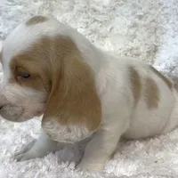 ROXY, a female Basset Hound for sale in Chapman, KS – Photo 8 of 10