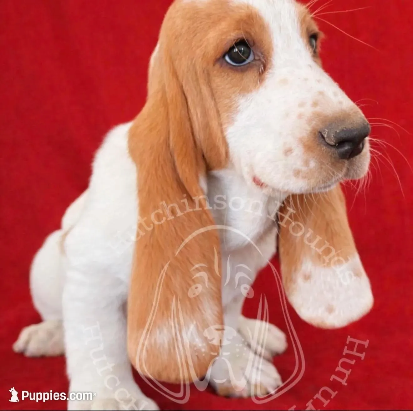ROXY, a female Basset Hound for sale in Chapman, KS – 5 of 9