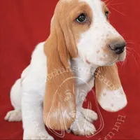 ROXY, a female Basset Hound for sale in Chapman, KS – Photo 1 of 10