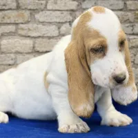 ROXY, a female Basset Hound for sale in Chapman, KS – Photo 4 of 10