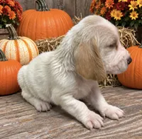 TWIX, a male Basset Hound for sale in Chapman, KS – 3 of 3