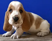 HARDY, a male Basset Hound for sale in Chapman, KS – 4 of 4