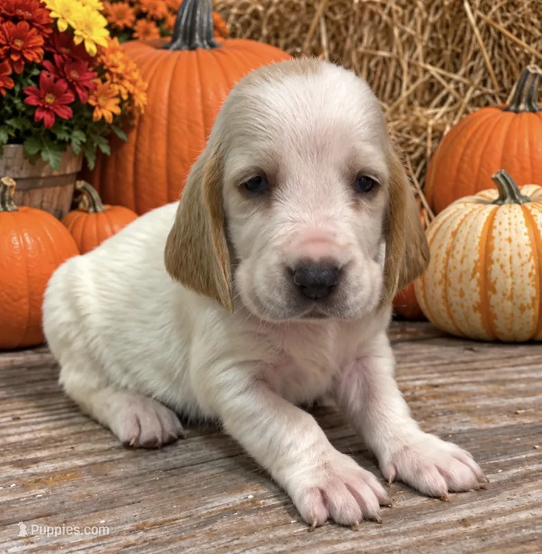 TWIX – Basset Hound puppy for sale in Chapman, KS