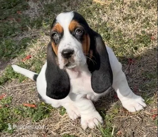 BERNICE , a female Basset Hound for sale in Chapman, KS – Photo 2 of 8