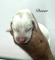 DOVER, a male Basset Hound for sale in Chapman, KS – 5 of 6