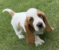 HUDSON, a male Basset Hound for sale in Chapman, KS – 3 of 10