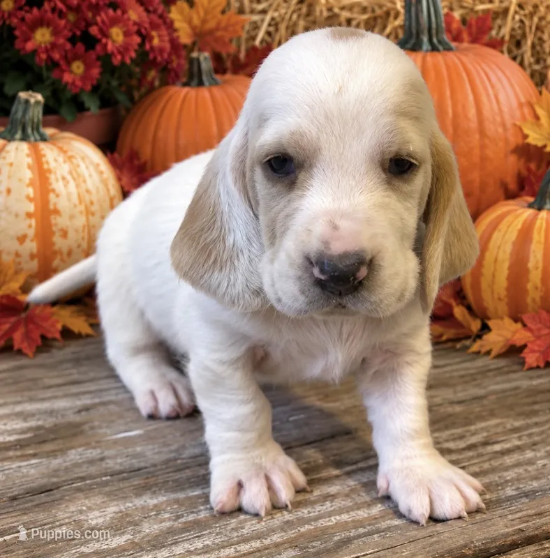 SKITTLES – Basset Hound puppy for sale in Chapman, KS