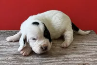 DALLAS, a male Basset Hound for sale in Chapman, KS – 4 of 7