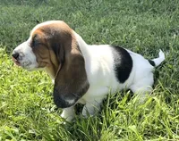ROYCE, a female Basset Hound for sale in Chapman, KS – 4 of 4