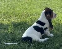 MALIBU, a female Basset Hound for sale in Chapman, KS – 3 of 5
