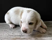 DOVER, a male Basset Hound for sale in Chapman, KS – 1 of 6