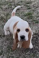 BENNY, a male Basset Hound for sale in Chapman, KS – Photo 4 of 5